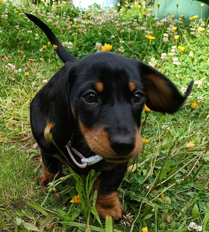A black and tan, smooth haired minature dachshund puppy in a field of grass and flowers, with tail up and ears flapping
