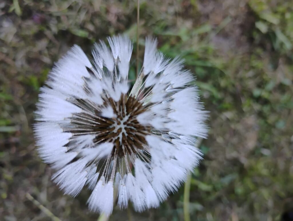 Close up of a dandelion on a frosty morning